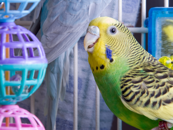 Avian veterinarians near me